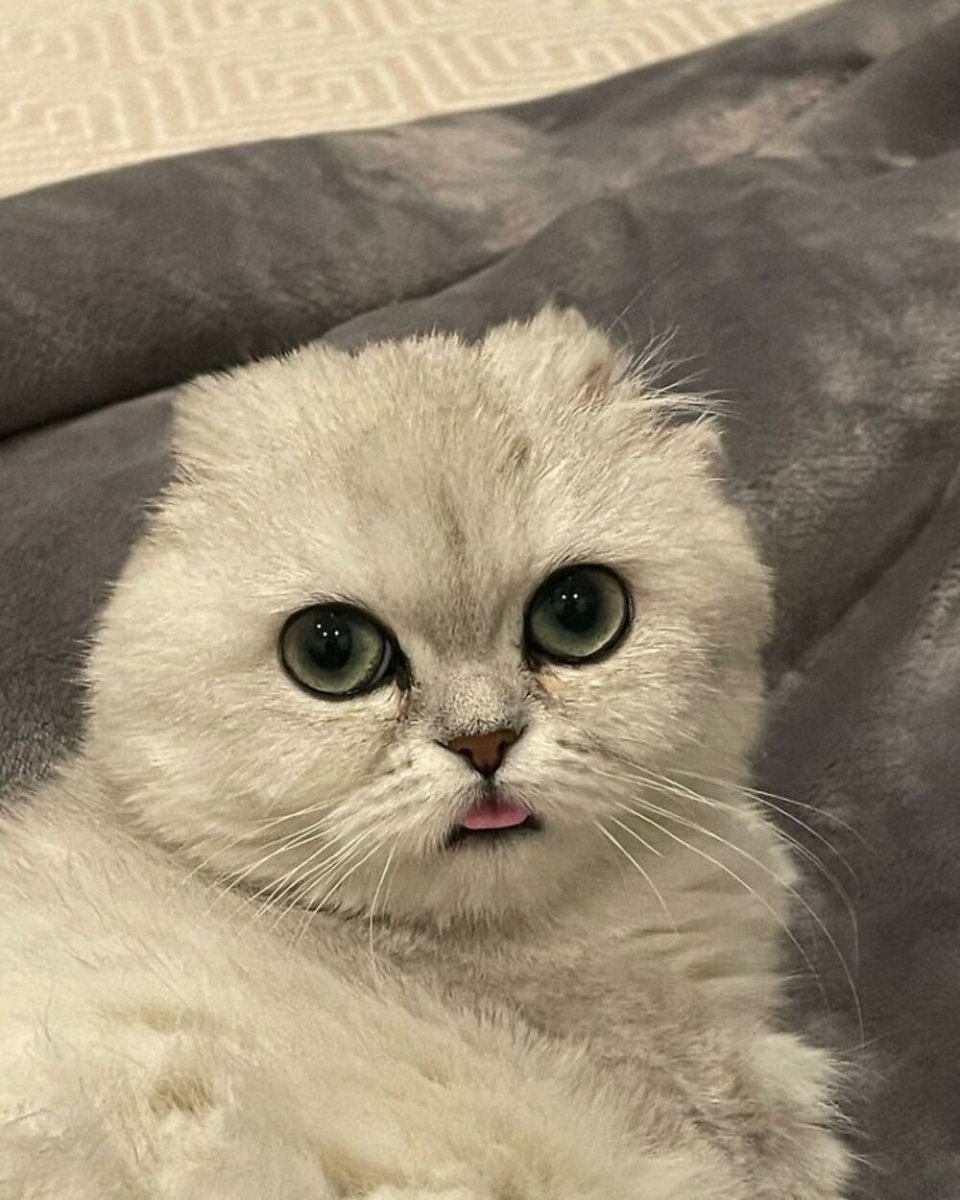 Сервал Ашера Саванна