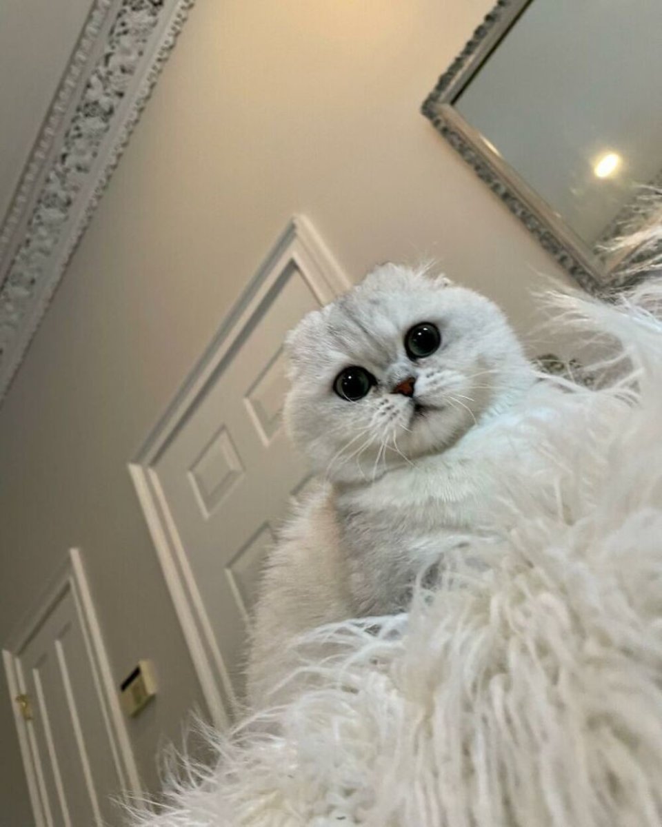 Абиссинская порода кошек