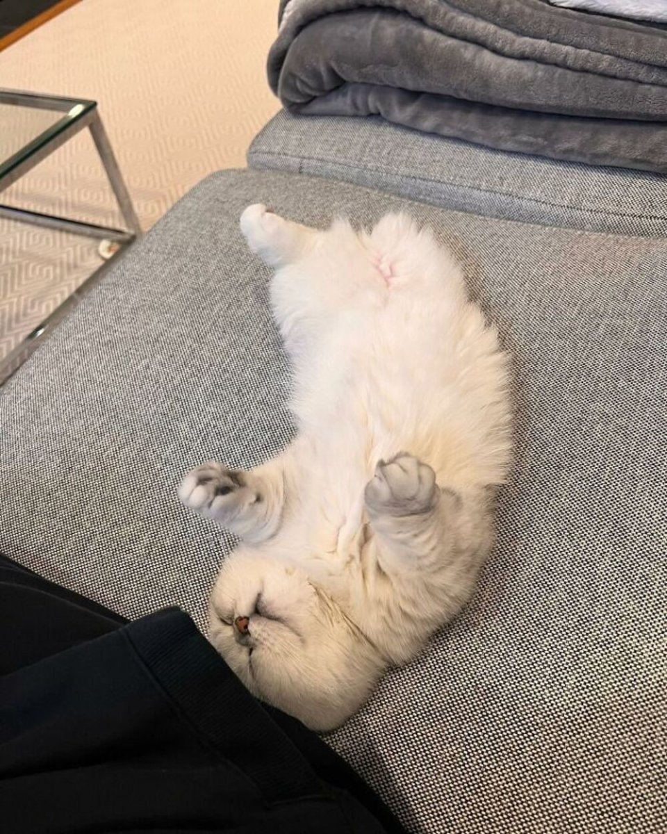 Бенгальская леопардовая кошка