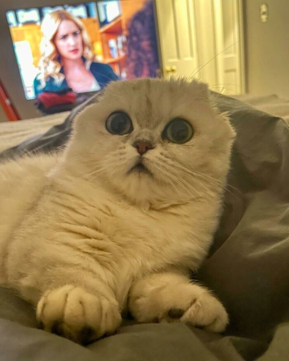 Мейн кун 16 кг