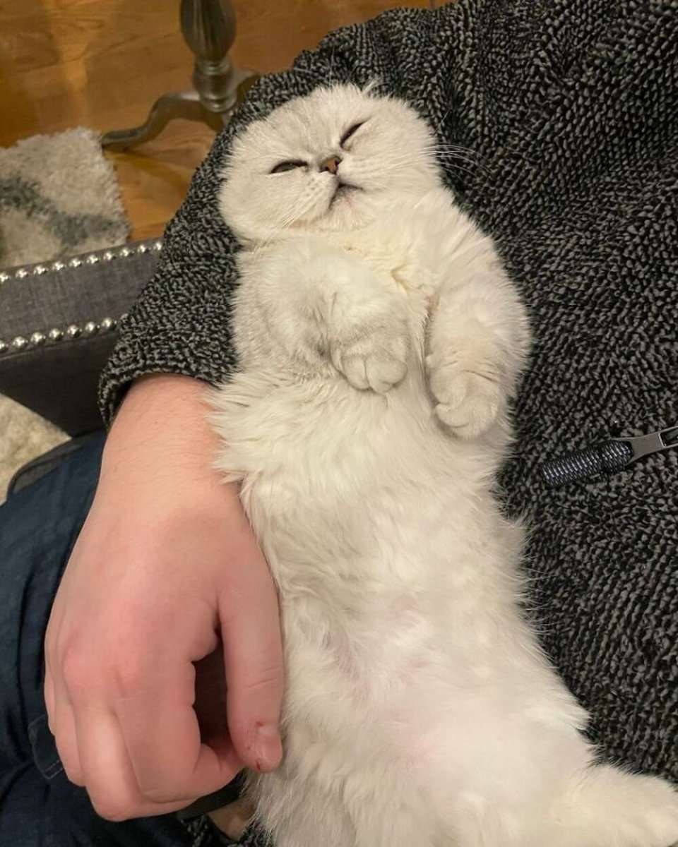 Самый большой кот Мейн кун в мире