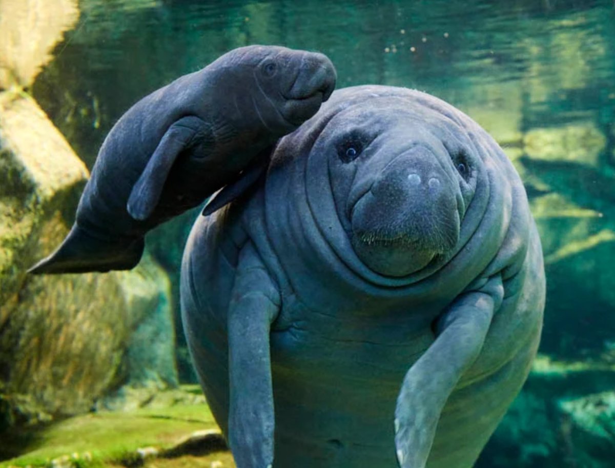 Карибские Ламантины