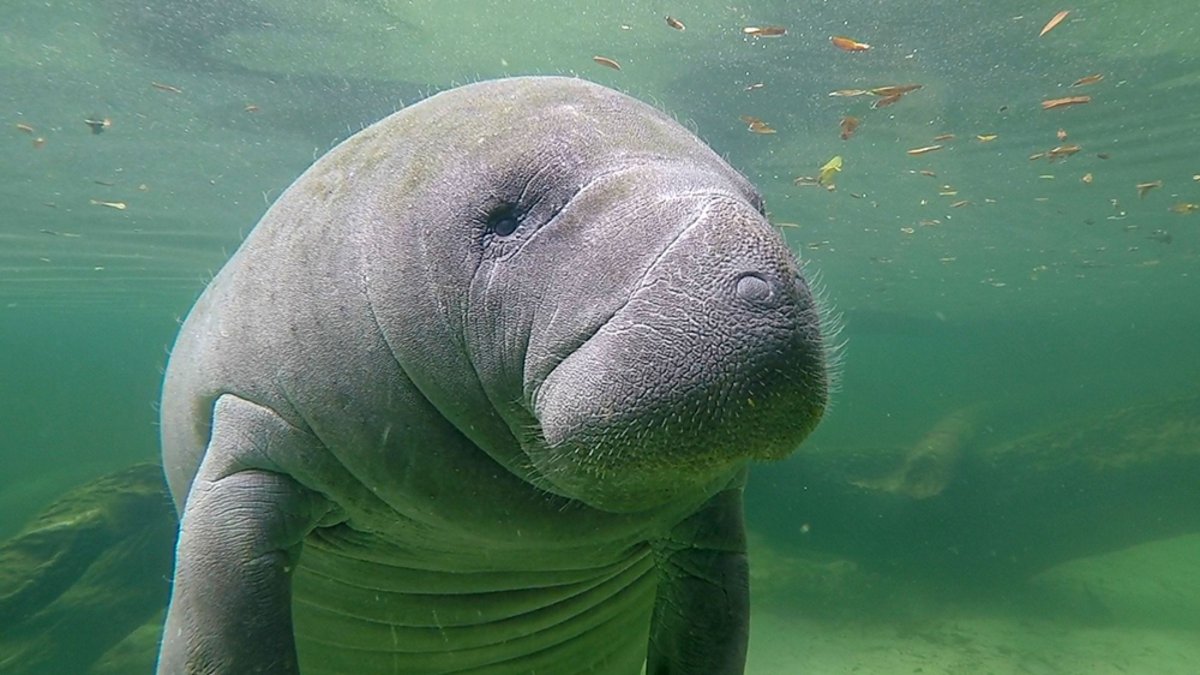 Ламантин морская корова