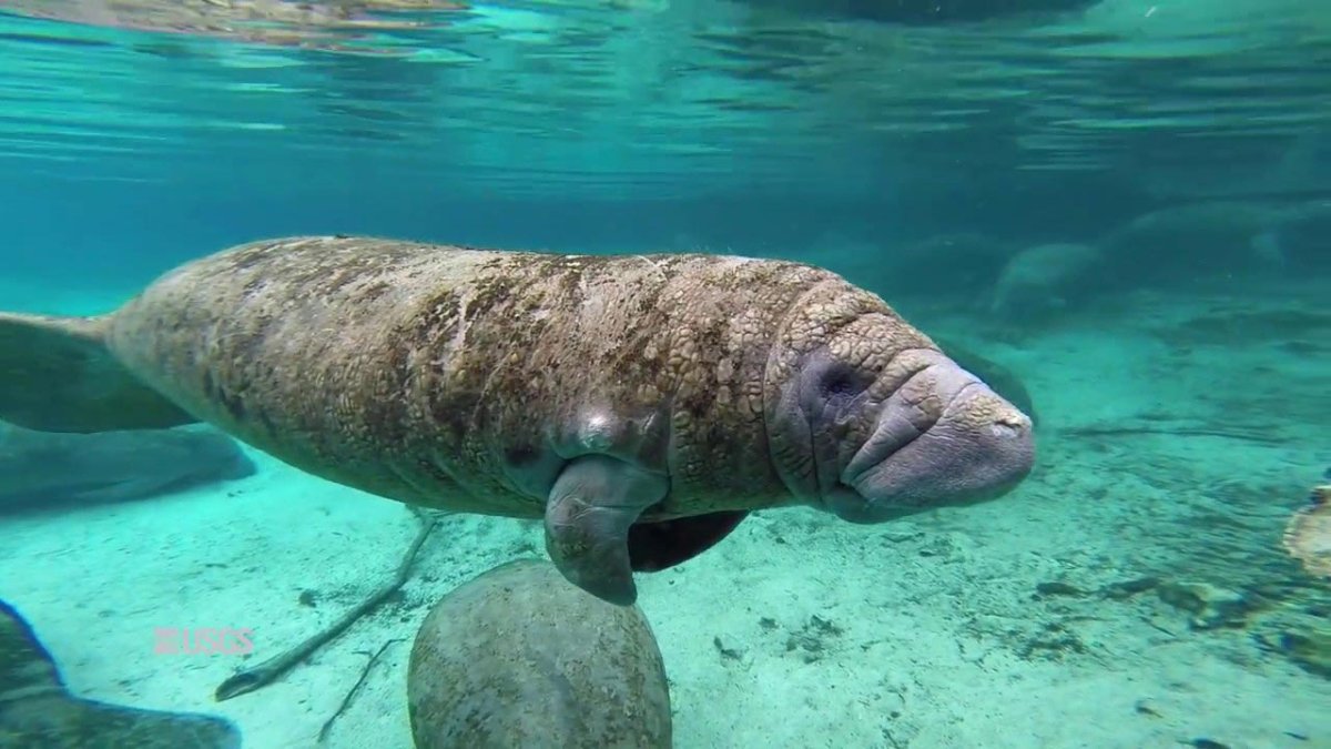 Морская Стеллерова корова вымершие животные