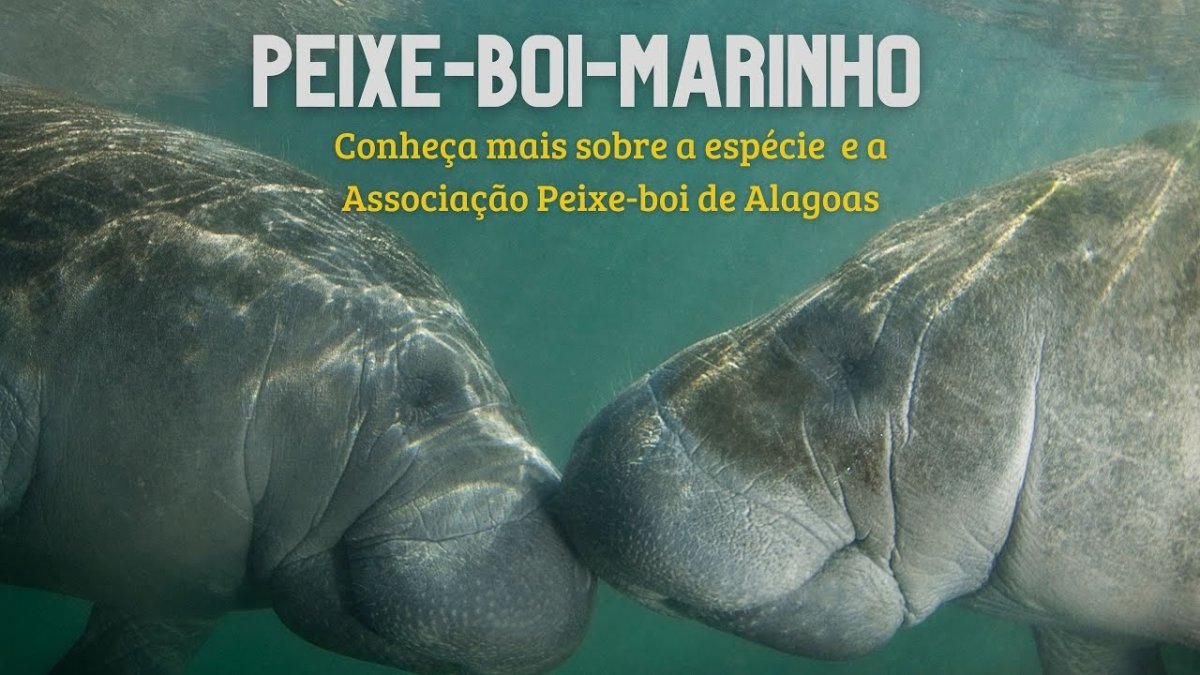 Ламантин анатомия