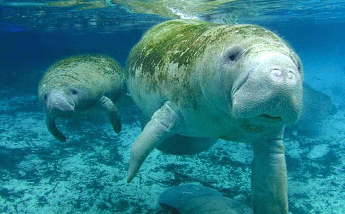 Карибские Ламантины