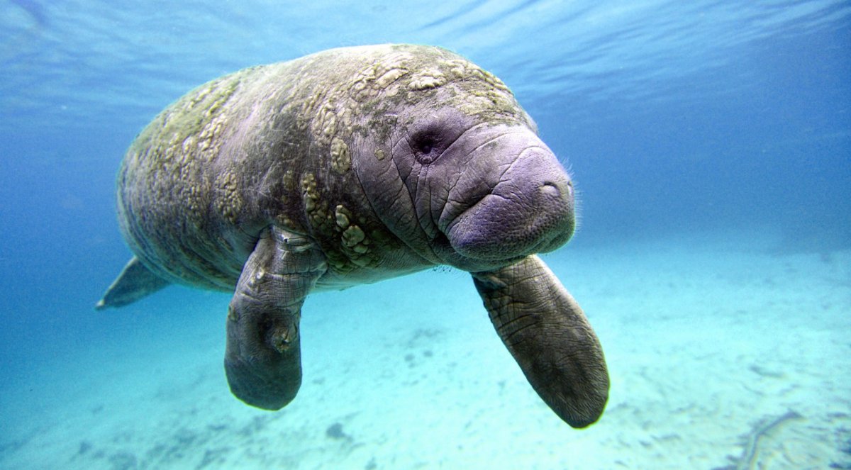 Морская корова Оренбург