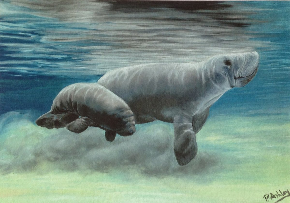 Ламантин громовержец