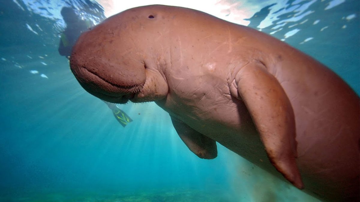 Ламантин морская корова