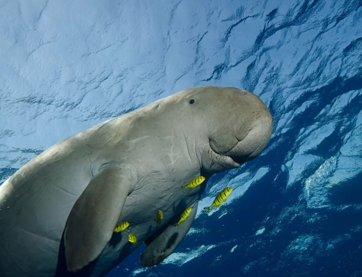 Стеллерова морская корова