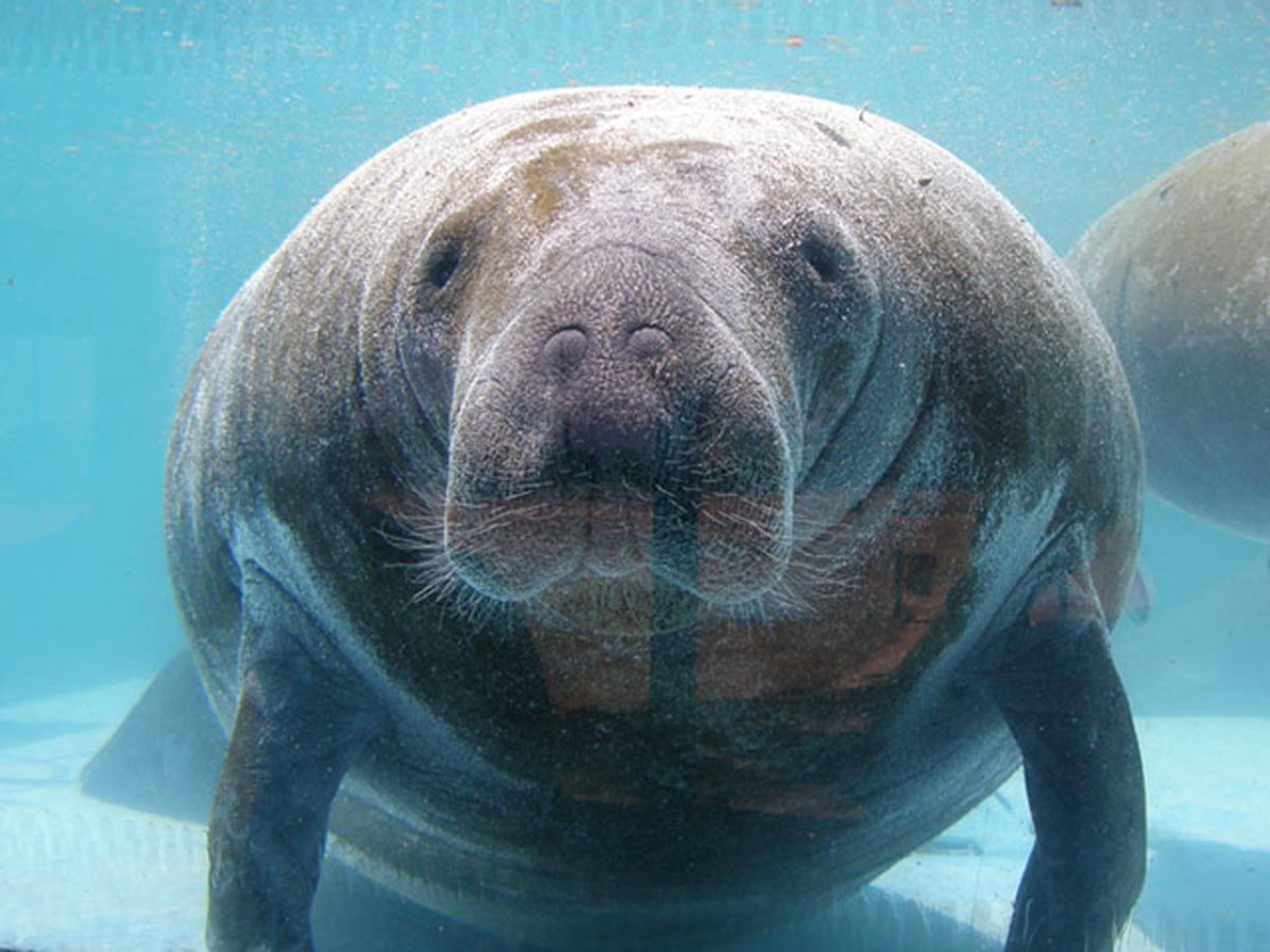 Ламантины во Флориде