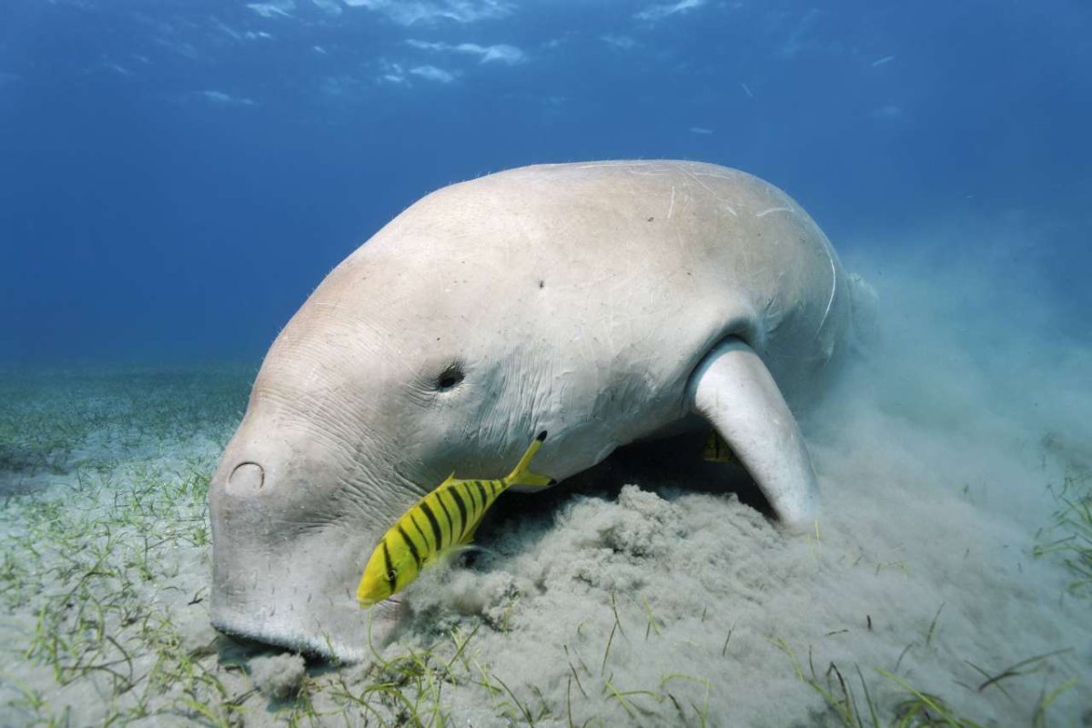Ламантин морская корова