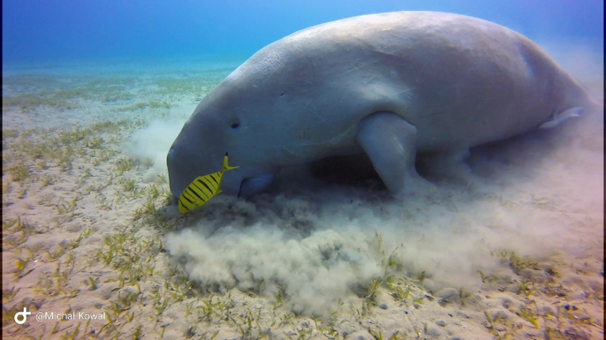 Дюгонь интересные факты