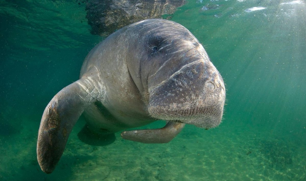 Сельва Ламантины