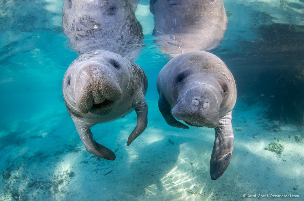 Ноги ламантина