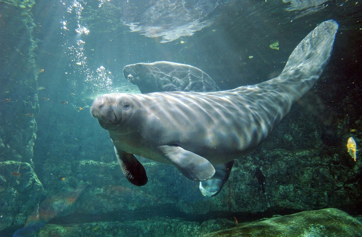 Ламантин морская корова