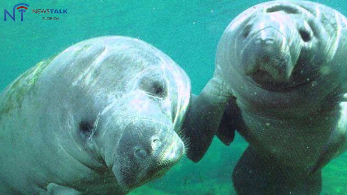 Африканский Ламантин (Trichechus senegalensis)