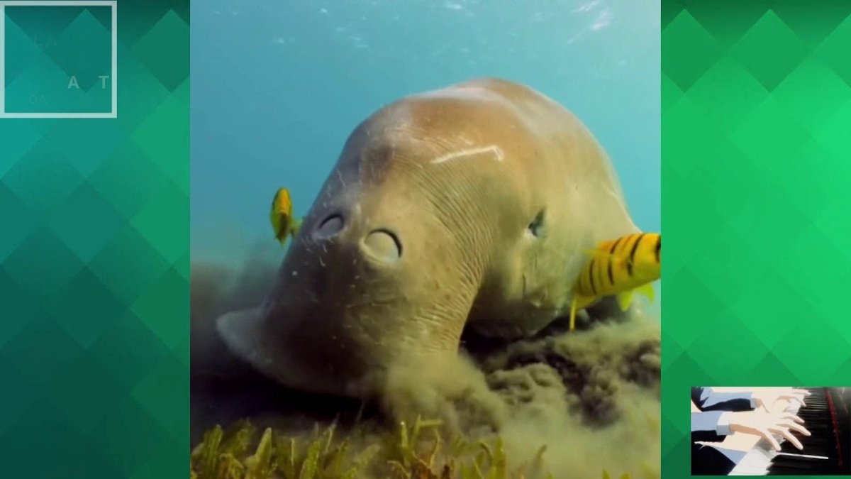 Морская корова