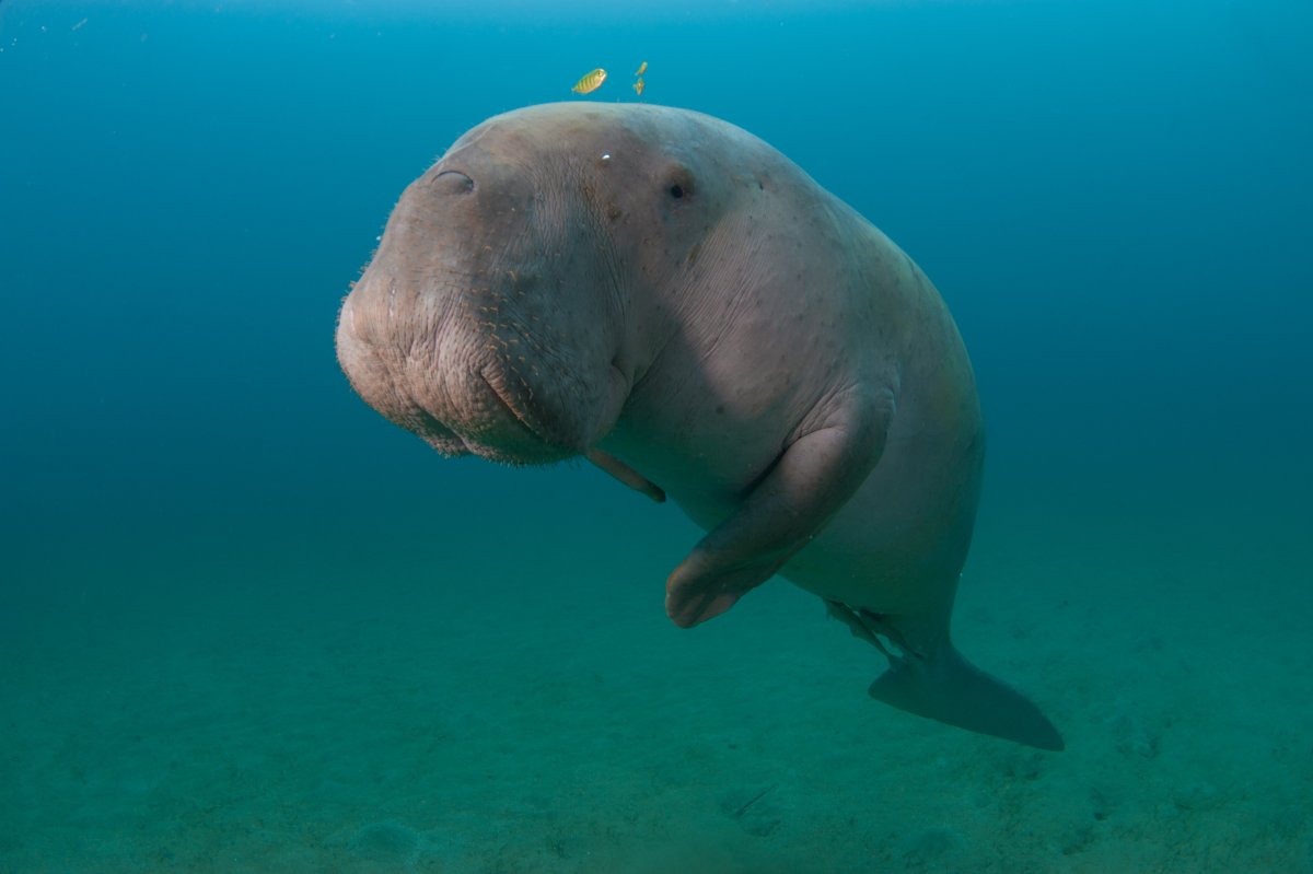 Дюгонь в индийском океане