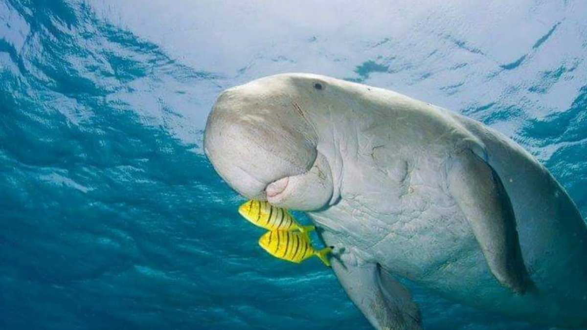 Ламантины морские млекопитающие