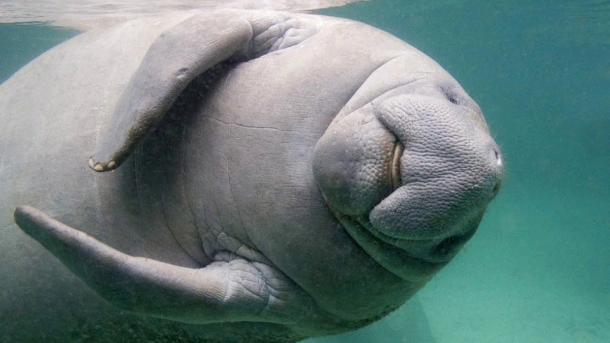 Стеллерова корова