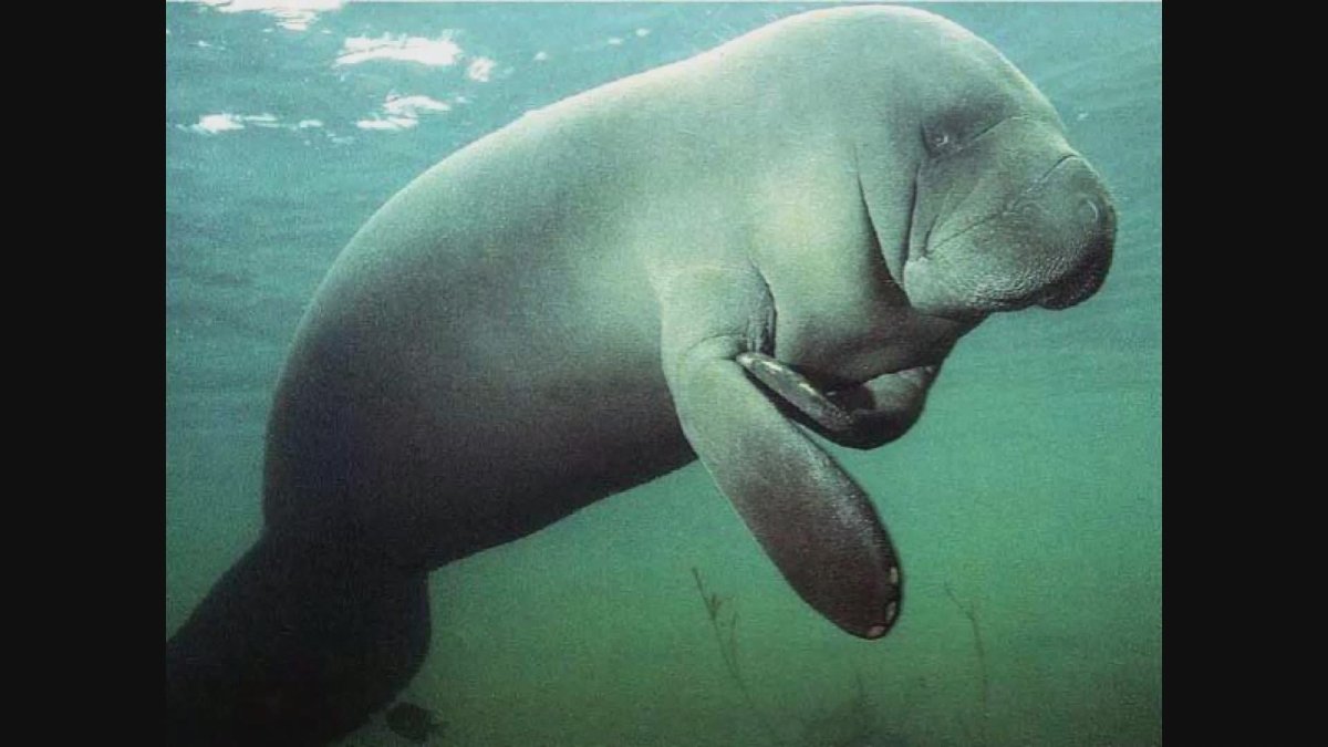 Ламантин на суше