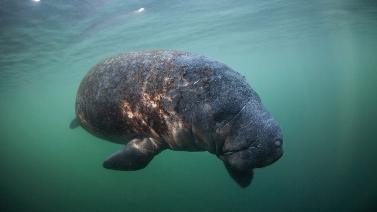 Вест индийский Ламантин