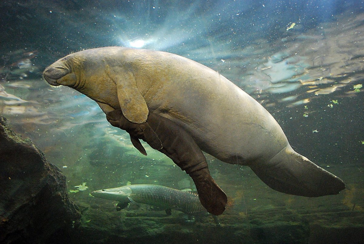 Дюгонь морская корова