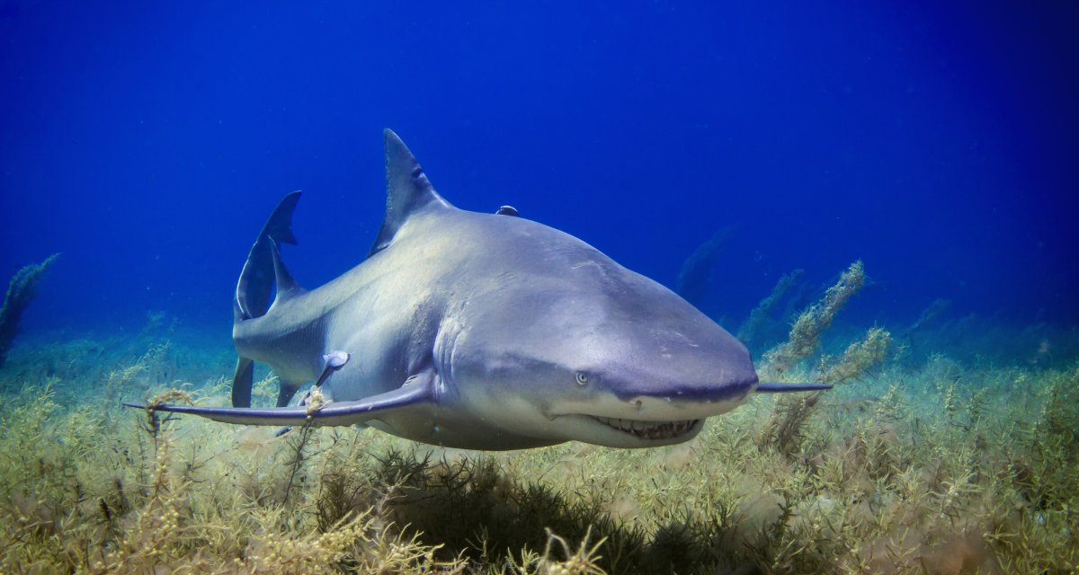 Катран в Крыму акула