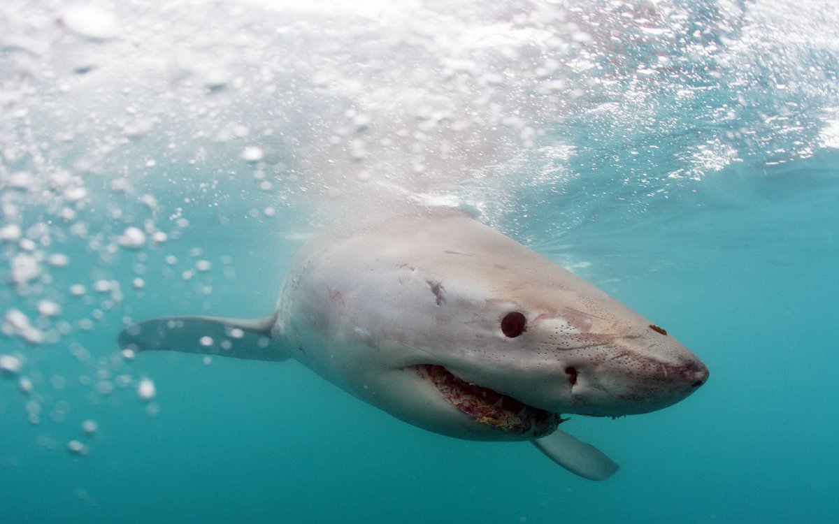 Хищники океана