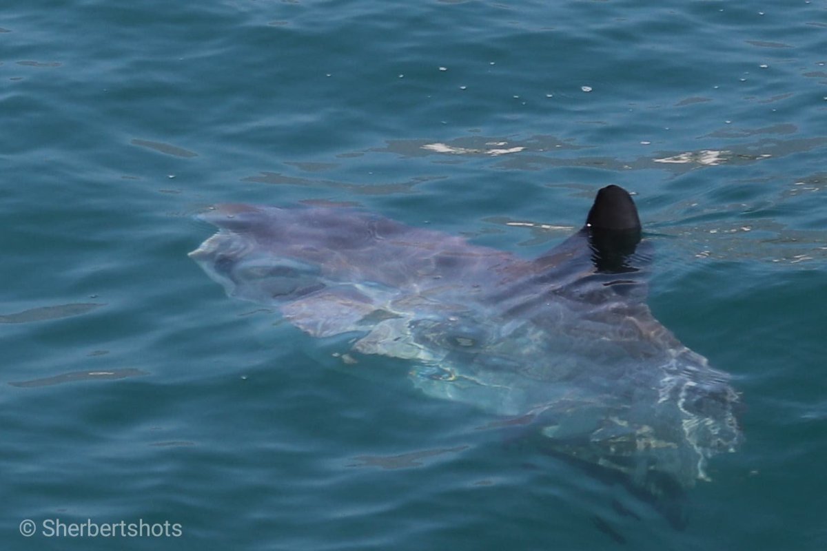 Белая акула в Средиземном море