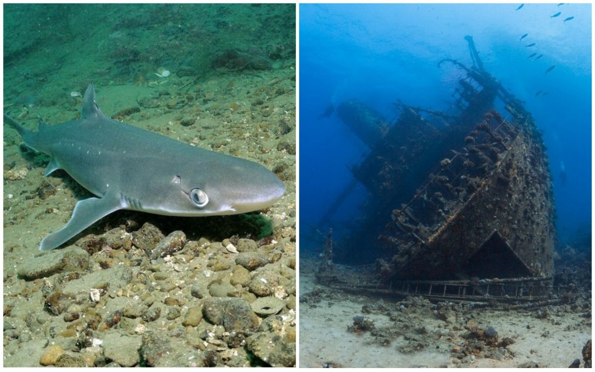 Нападение акулы в Шарм Эль Шейхе 2020