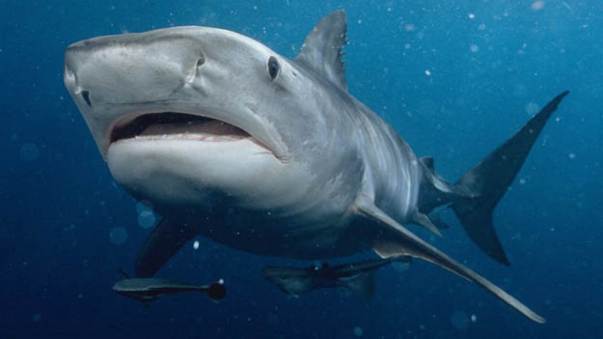 Фауна Азовского моря