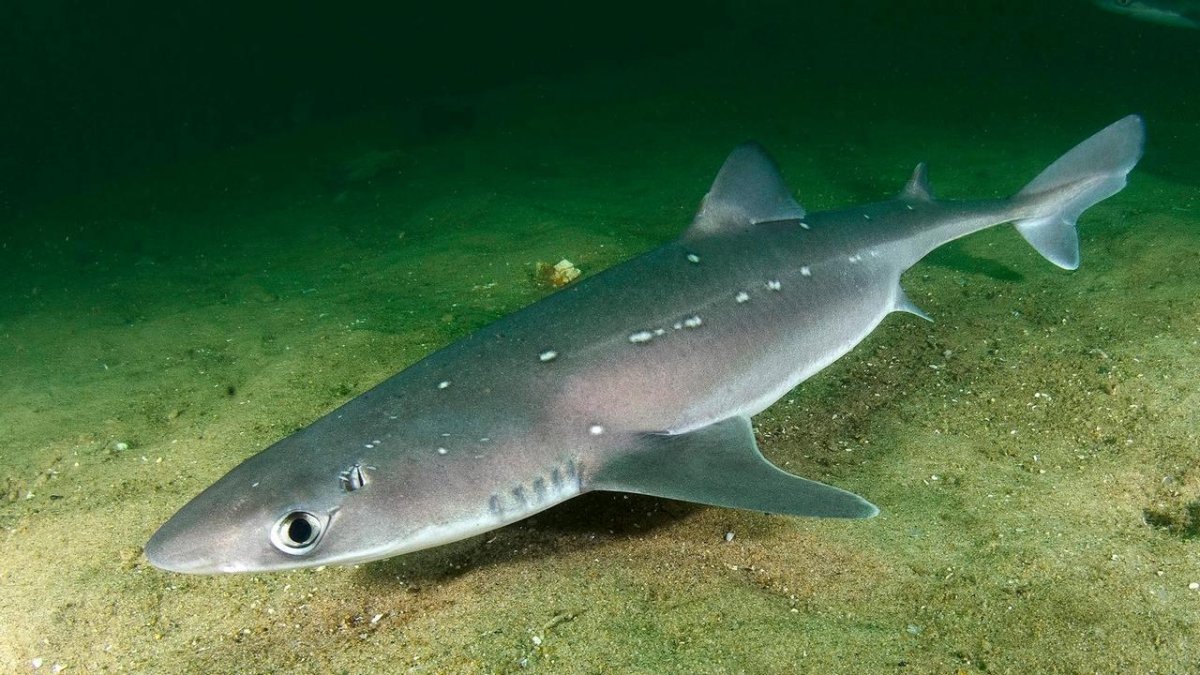 Катран акула черного моря