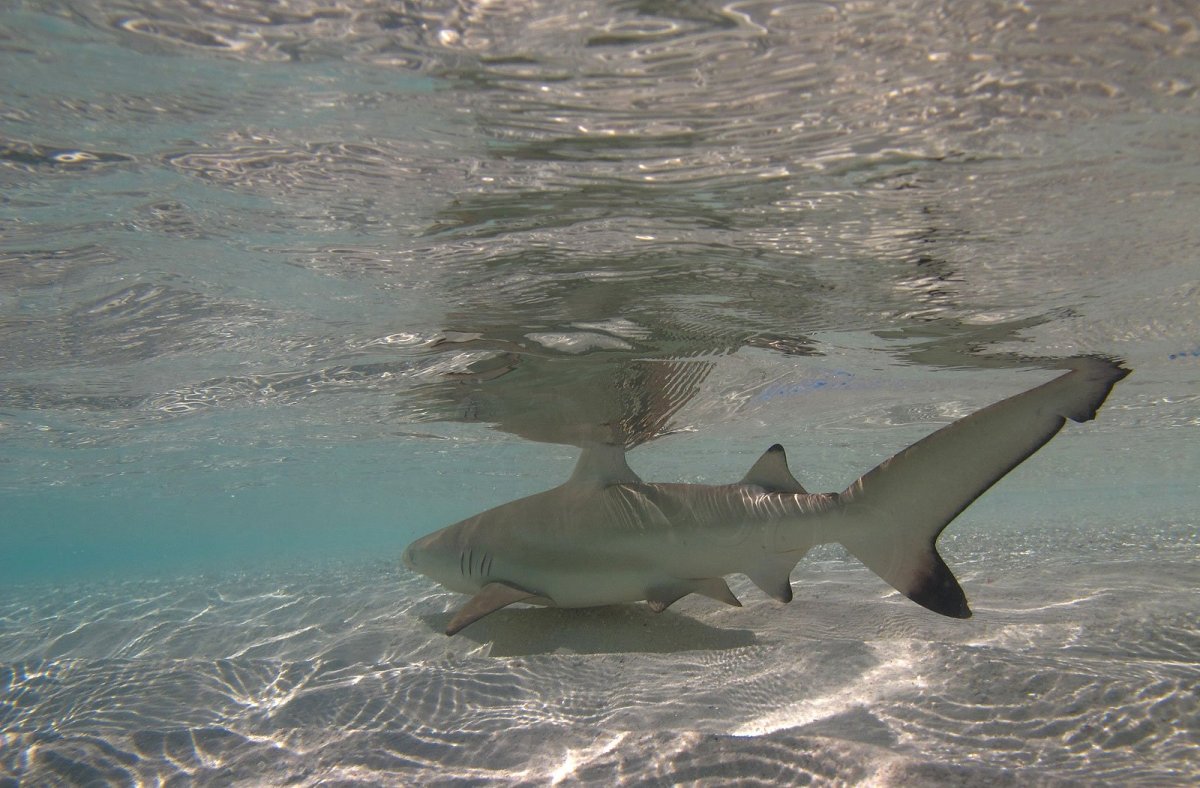 Катран акула черного моря
