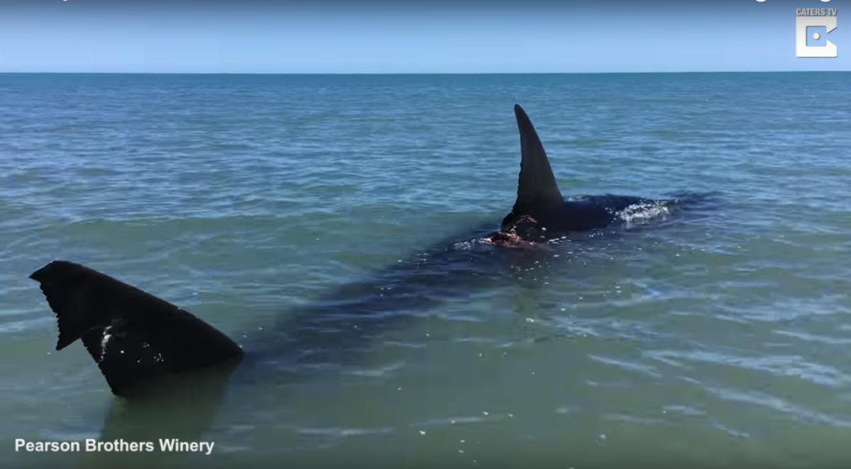 Акулы в Азовском море
