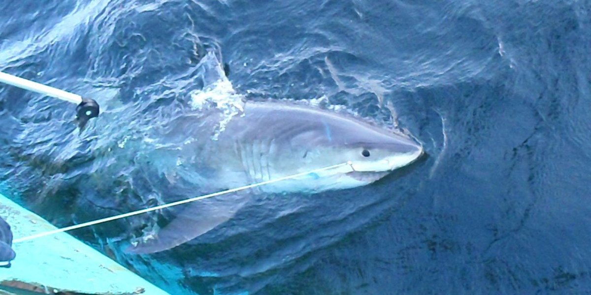 Дельфин белобочки Азовского моря