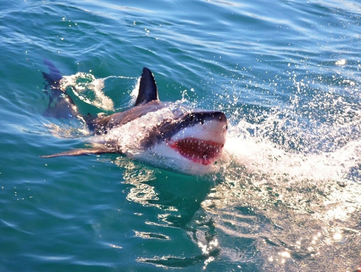 Акулы в Азовском море
