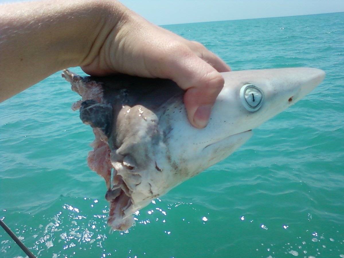 Акулы в черном море