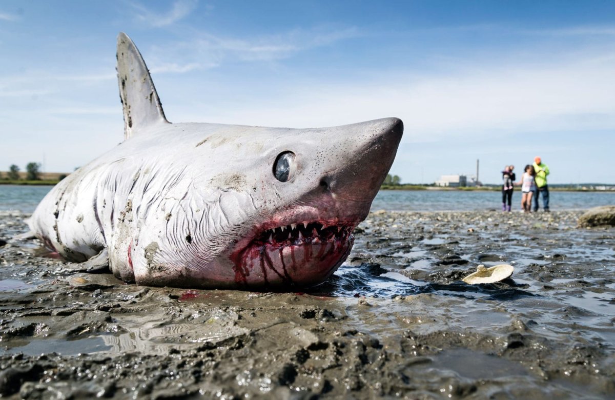 Акула Катран в Азовском море
