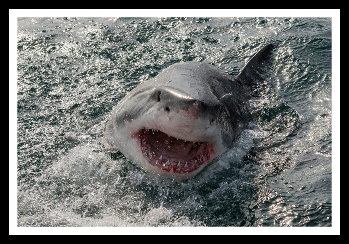 Катран Черноморский зубы