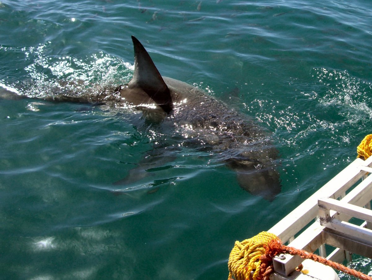 Акулы в Геленджике