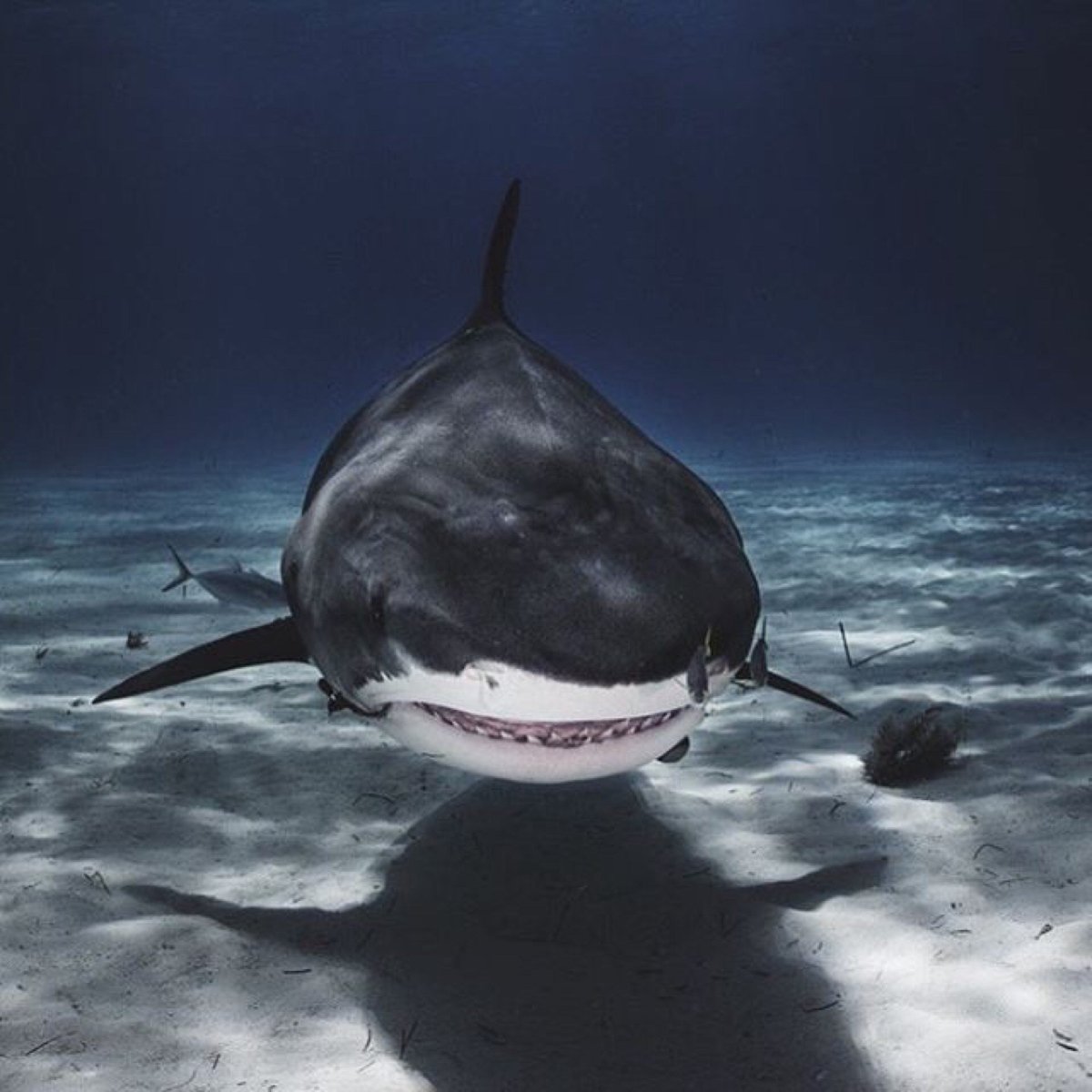 Большая белая акула (Carcharodon carcharias)