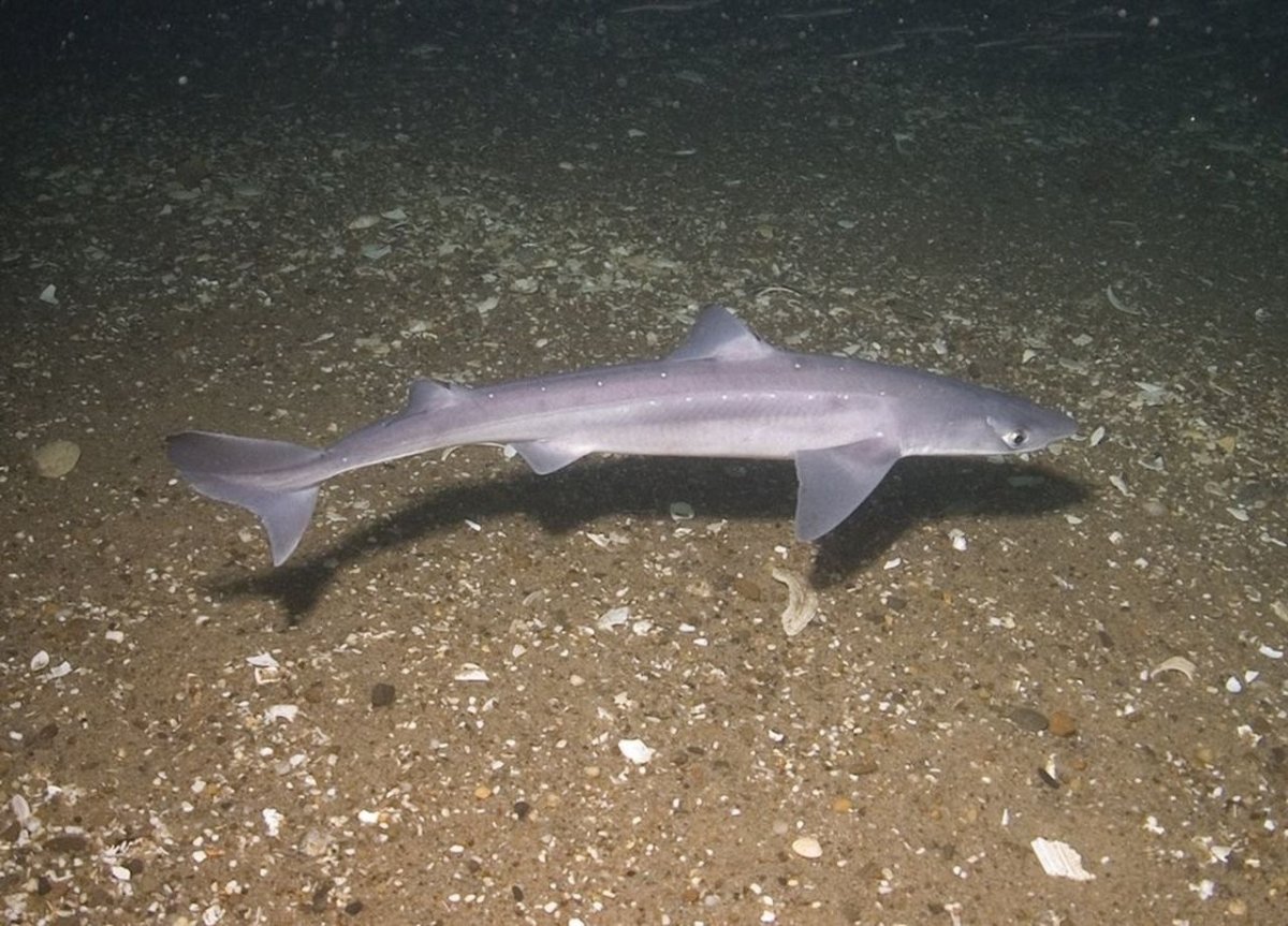 Черноморская морская свинья Азовка