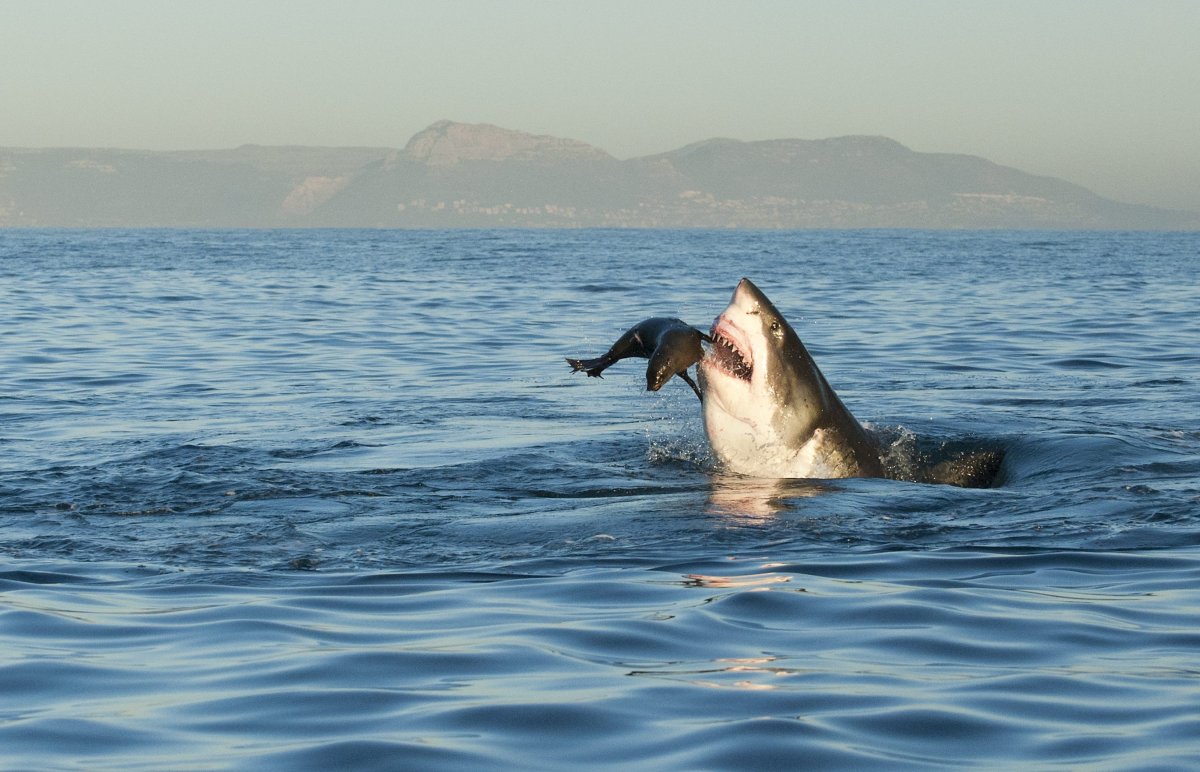 Катран акула черного моря