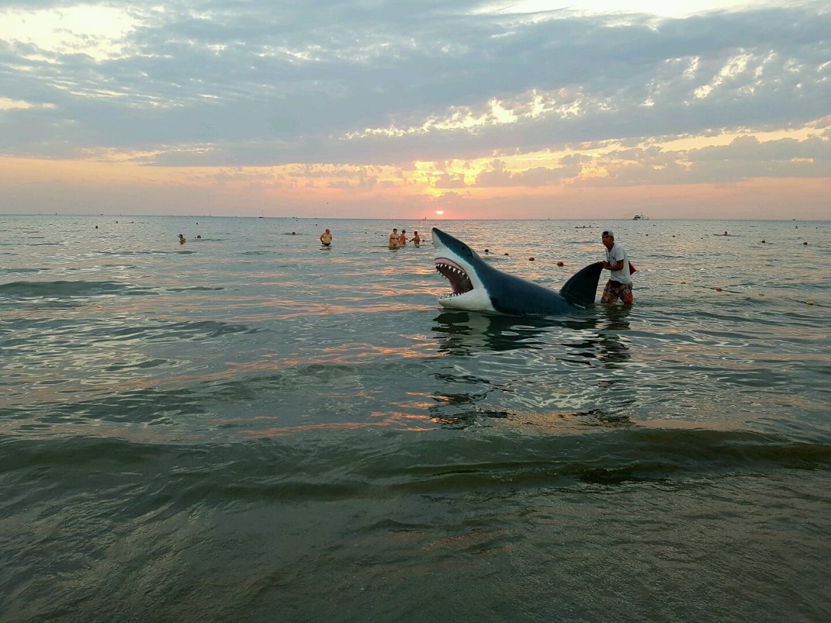 Акула на пляже