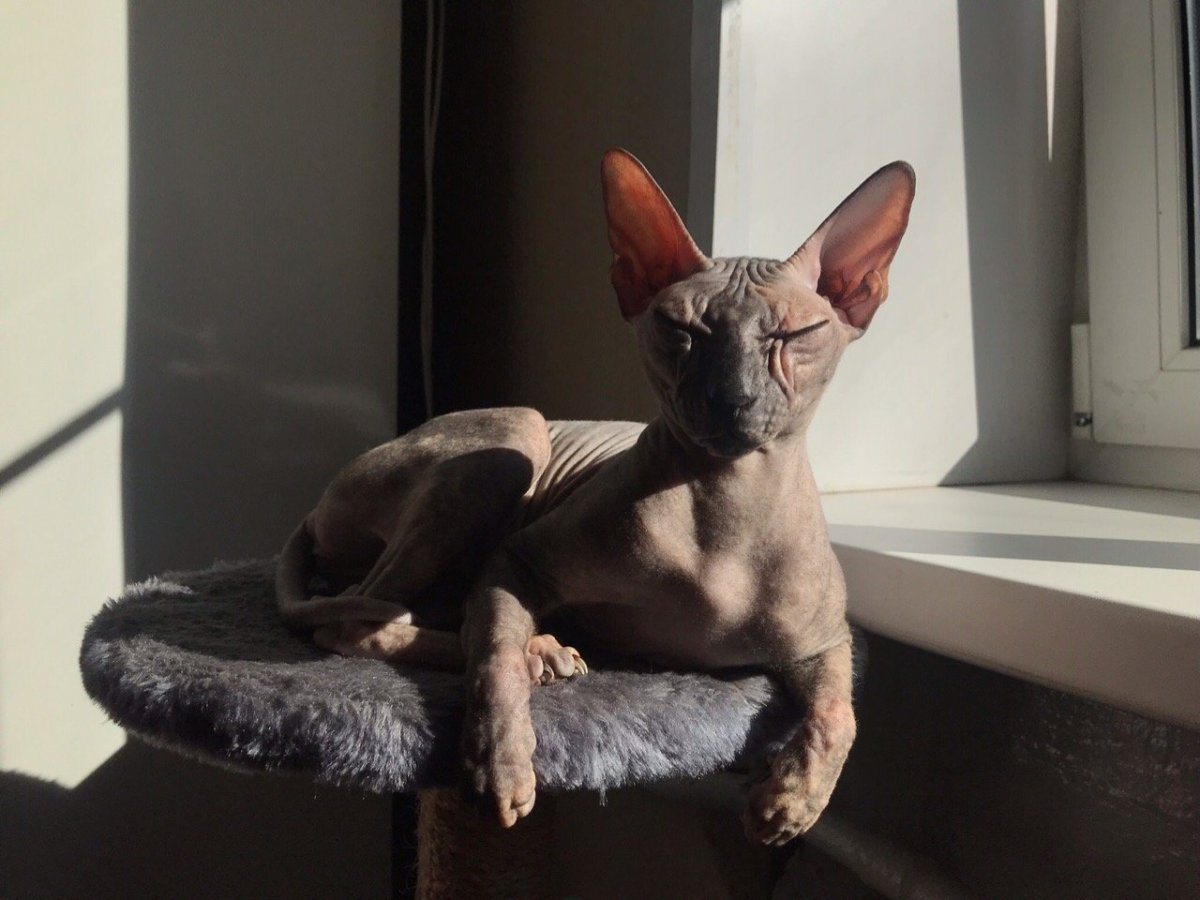 Донской сфинкс браш