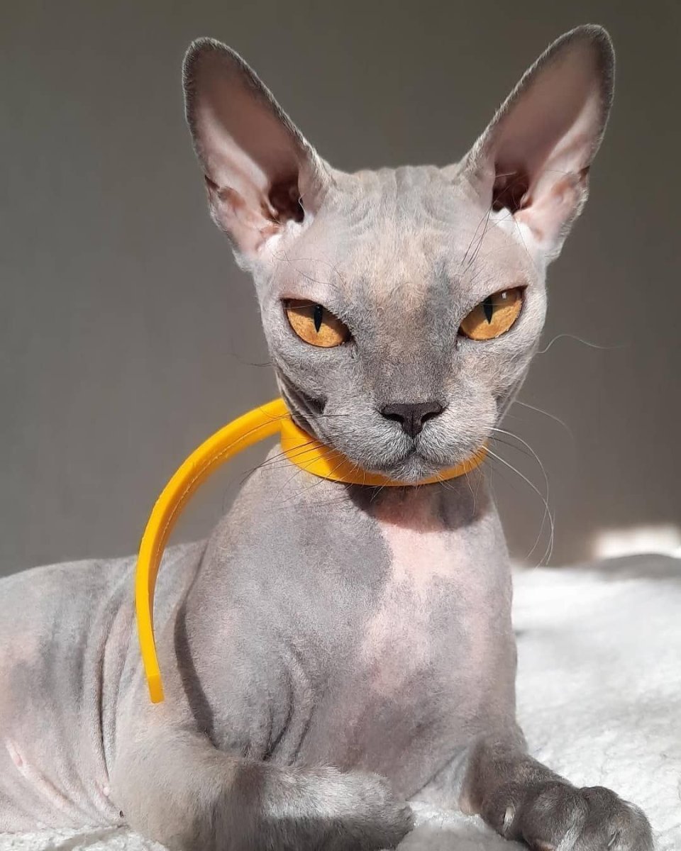 Британский сфинкс