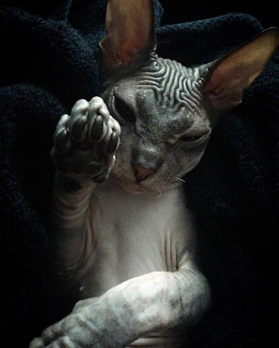 Девон рекс длинношерстный