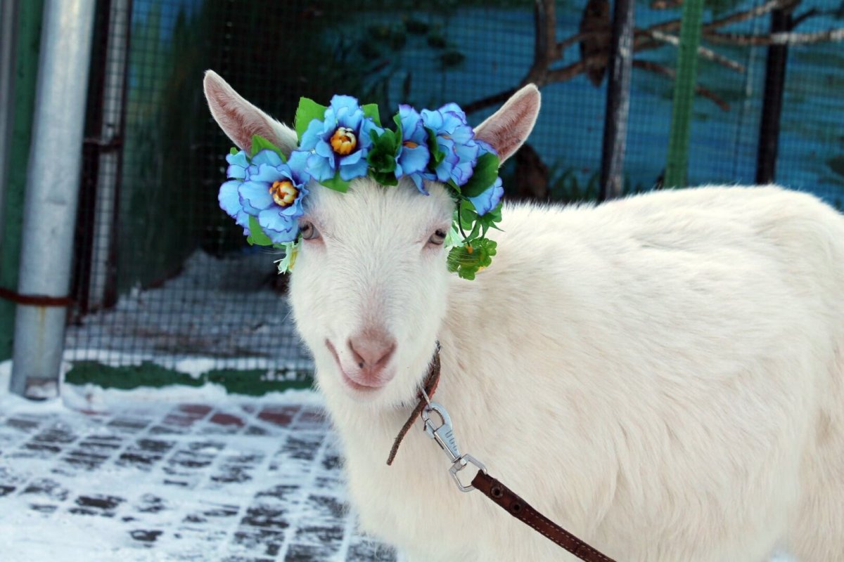 Коза Забияка